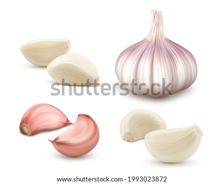Garlic set. Whole and peeled cloves. Realistic vector illustration isolated on white background.