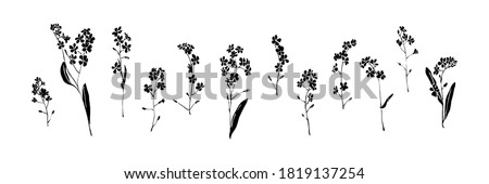 Forget Me Not Clipart Please Forget Me Not Flower Clipart Stunning Free Transparent Png Clipart Images Free Download