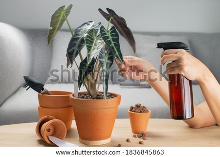 A woman is spraying Liquid fertilizer for the foliar feeding on the alocasia sanderiana bull or alocasia bambino in a clay pot and accessories on the table Photo stock © 