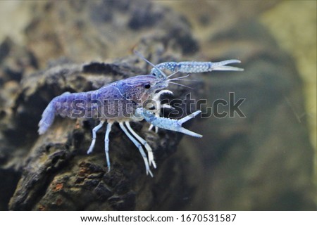 A beautiful  blue Crayfish (Crawfish, Freshwater lobster) Procambarus clarkii ghost in freshwater aquarium. 
 ストックフォト © 