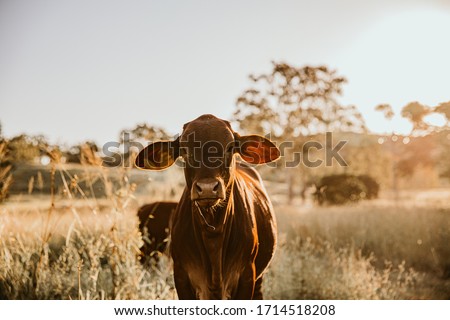 Similar – Image, Stock Photo young brown cow calf lies in the straw