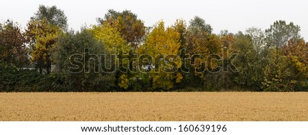 Rice field in foreground and trees with colored leafs in background in autumn (Torrione, North Italy)