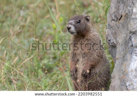 Similar – Image, Stock Photo The interested marmot