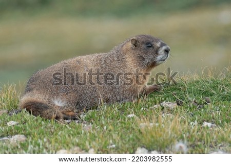 Similar – Image, Stock Photo The interested marmot