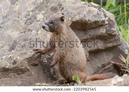 Similar – Image, Stock Photo The interested marmot