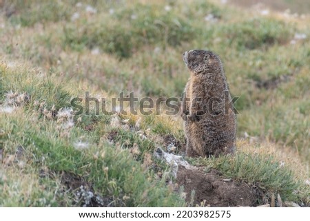 Similar – Image, Stock Photo The interested marmot