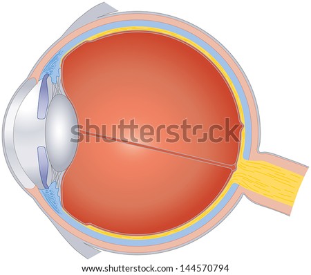 Structures Of The Human Eye. Isolated Illustration And Cross Section Of ...