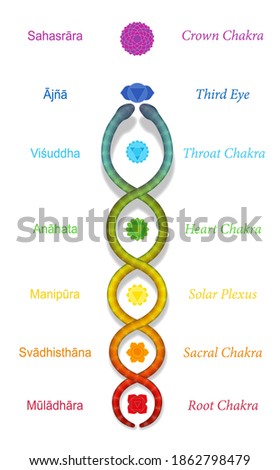 Kundalini serpent or coiled snake ascending along the seven main chakras, with sanskrit names. Symbol for spiritual power and balance, awakening, harmony and relaxation. Vector on white.
