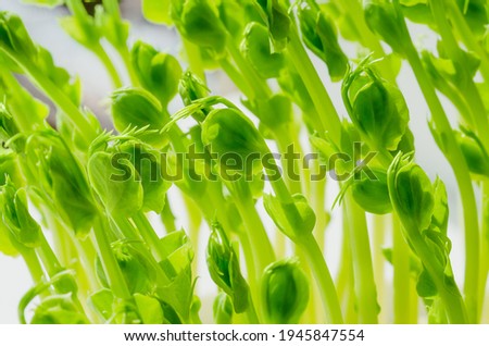 Pea, young plants, front view and close up. Microgreens of Pisum sativum. Green shoots, seedlings and sprouts, used as garnish or as leaf vegetable. Edible, raw, organic and vegan. Macro food photo. Zdjęcia stock © 