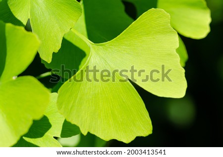Green ginkgo leaf. Ginkgo biloba, also gingko or maidenhair tree, the official tree of the Japanese capital of Tokyo, and the symbol of Tokyo is a ginkgo leaf. Used in TCM for treating dementia. Photo 商業照片 © 
