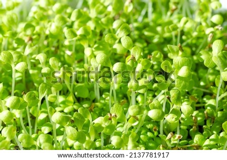 Common chicoree microgreens, close-up. Cotyledons of Cichorium intybus, young plants, fresh green seedlings and shoots. Cultivated for salad leaves, leaf vegetable, or as a forage crop for livestock. Stock foto © 