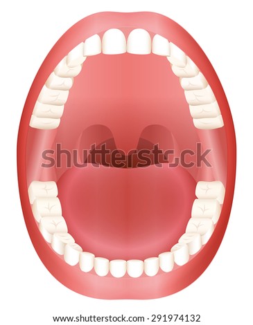 Teeth - open adult mouth model with upper and lower jaw and its thirty-six permanent teeth. Abstract isolated vector illustration on white background.