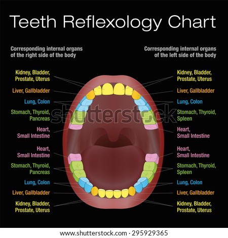 Teeth reflexology chart - alternative dental health care of permanent teeth and their corresponding internal organs. Isolated vector illustration on black background.