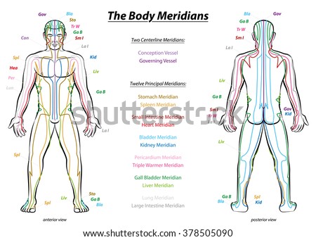 Meridian System Chart - Male body with principal and centerline acupuncture meridians - anterior and posterior view - Traditional Chinese Medicine - Isolated vector illustration on white background.