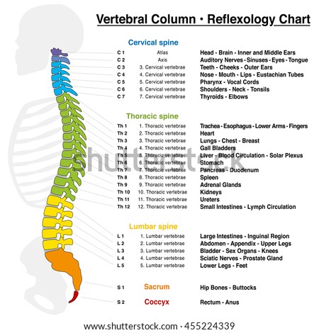 Vector Images, Illustrations and Cliparts: Vertebral column reflexology