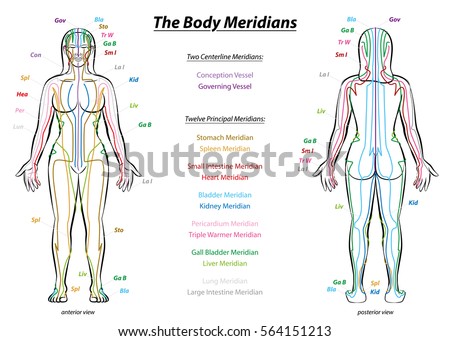 MERIDIAN SYSTEM CHART - Female body with principal and centerline acupuncture meridians - anterior and posterior view - Traditional Chinese Medicine.