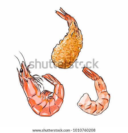 Shrimp in shell, without shell and fried. Vector illustration isolated