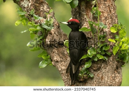 Image, Stock Photo Black Woodpecker on the moor