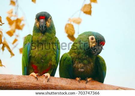 Similar – Foto Bild Papageien Pärchen sitzt nebeneinander auf einem Ast im Regenwald von Costa Rica