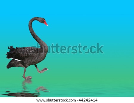 Beautiful black swan steps out across a green and blue graduated background with copy space on right hand side.