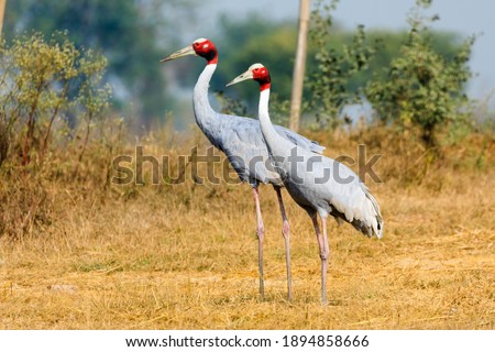 Pair of Sarus Crane standing together   Foto stock © 