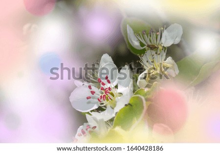 Similar – Image, Stock Photo Spring awakening