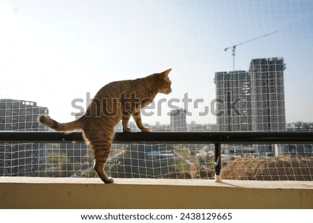 Similar – Image, Stock Photo When even cats no longer take the most direct route.