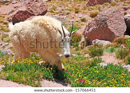 Mountain Goat, Rocky Mountains USA