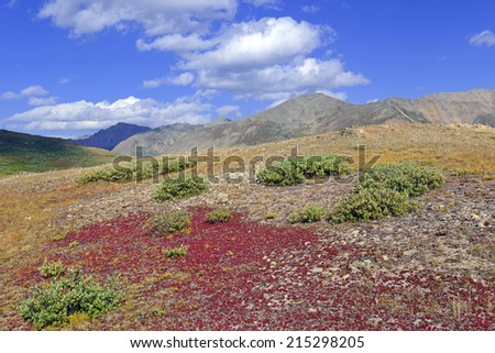 Alpine Tundra Groundcover in Autumn colors, Rocky Mountains, USA