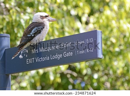 Laughing kookaburra bird in Sydney, New South Wales, Australia