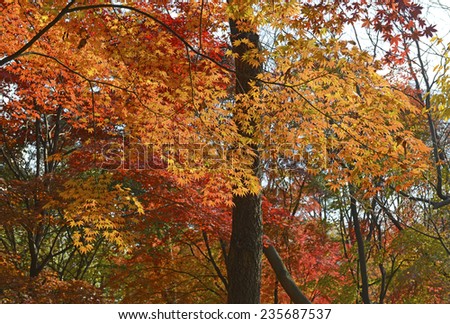 Fall foliage - Japanese maple trees in Autumn color