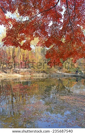 Fall foliage - Japanese maple trees in Autumn color