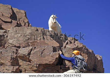 Lone mountain climber and Mountain Goat on Pyramid Peak, Colorado