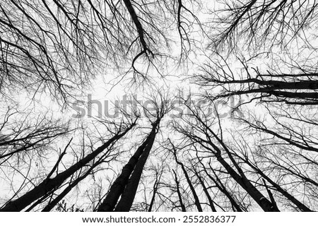 Similar – Image, Stock Photo Tree crown from frog perspective