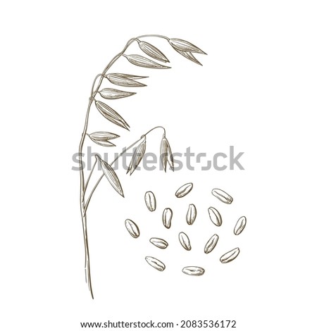 Oat spica and grains. Texture graphic set. Organic farm food and bio milk. Detailed hand drawn vector sketch on white background Zdjęcia stock © 