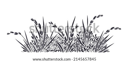 Rice plantation. Grain border. Vector paddy field on white background. Graphic ornament, texture landscape