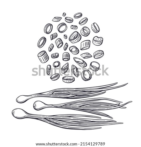 Onion leaves. Vector engraving set of verdure bunch. Chopped green chive isolated on white background. Vintage graphic sketch Foto stock © 