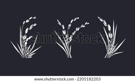 Rice plant. Graphic set. Vector white grais, texture bunch. Agriculture farm food, organic milk, gluten free flour