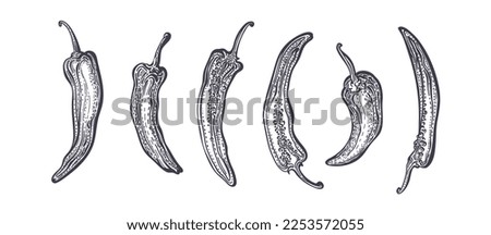 Pepper chilli set, half and whole. Farm jalapeno and paprika. Engraving sketch. Vector hatching illustration on white background. Organic food