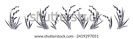 Rice plant and grains, leaves. Detailed graphic collection. Traditional food in asian countries. Elements for label, menu, package