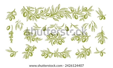 Big olive plant batch. Vector texture branch, engraving leaves and green oil fruit. Hand drawn sketch. Mediterranean food