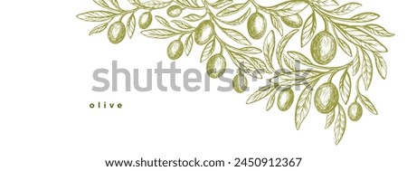 Olive branch, green fruits. Greek plant. Mediterranean food, aroma oil. Vintage engraving monochrome banner. Vector template on white background