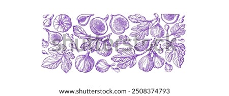 Fig tree. Hand drawn botanical illustration on white background. Vector tropical plant, raw sweet fruit, exotic leaf in graphic style. Farm harvest. Texture print for food design