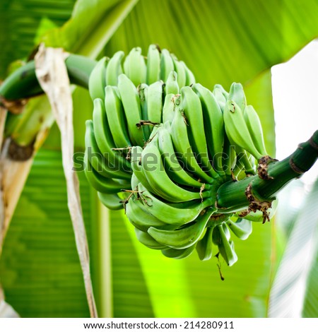 Bunch of green bananas on tree. Bushel of fresh bananas in nature.