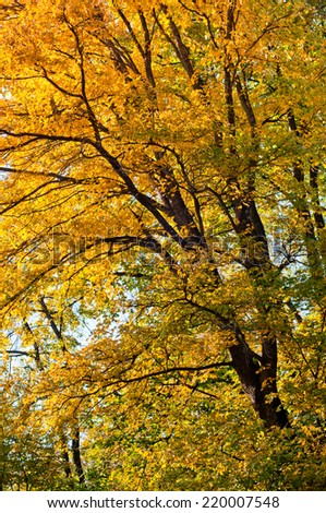 Autumn background. Tree with golden leaves in autumn. Beautiful colorful autumn leaves.