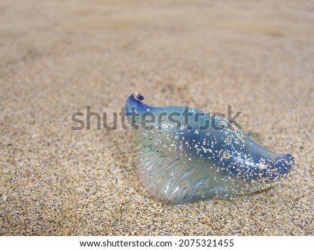 A portuguese man-o-war jellyfish (physalia Physalis, Bluebottle) on the beach. Porto Santo island, Portugal Foto stock © 