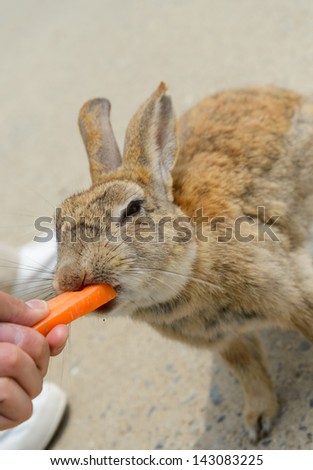 Wild rabbit and carrot, Ookuno-Island