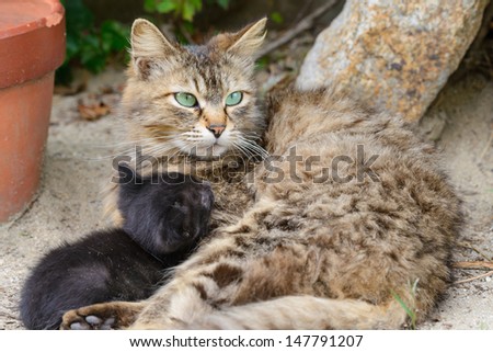 Family cat. megishima. japan