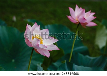 Two Lotus flower blooming under the sun. A insect was standing on its seed.