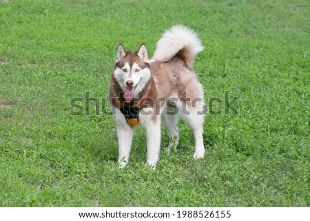 Shutterstock Puzzlepix